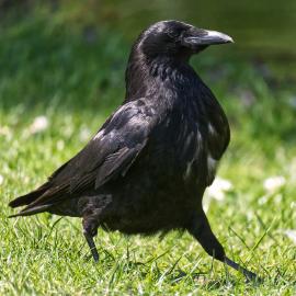 Leave Murder to a Flock of Crows